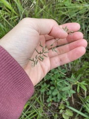 Eragrostis racemosa