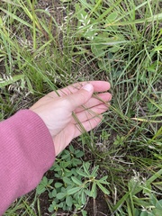 Eragrostis racemosa