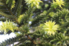 Araucaria