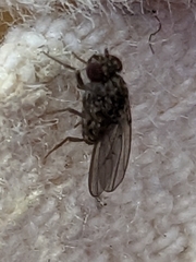Drosophila