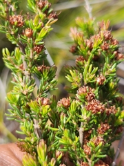 Erica glumiflora