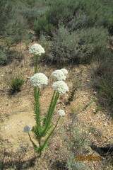 Stevia serrata