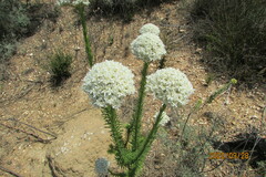 Stevia serrata