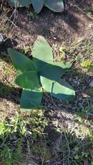 Brunsvigia orientalis