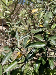 Brachylaena discolor