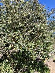 Brachylaena discolor