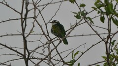 Chrysococcyx caprius