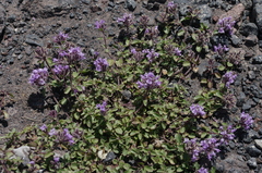 Ziziphora puschkinii