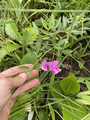African Yam Beans (Sphenostylis marginata)