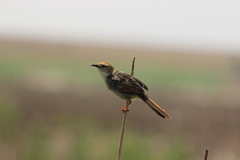 Cisticola tinniens