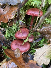 Cortinarius sanguineus