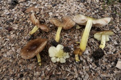 Pluteus romellii