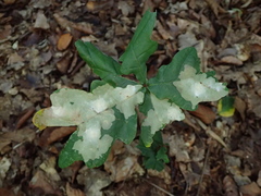 Tischeria ekebladella