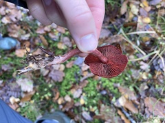 Cortinarius sanguineus