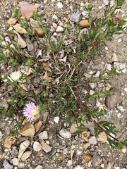 Lampranthus blandus