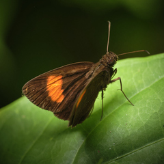Koruthaialos rubecula