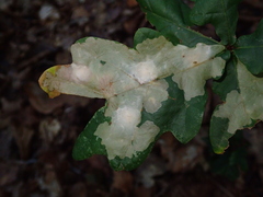 Tischeria ekebladella