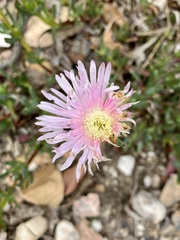 Lampranthus blandus