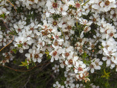 Leptospermum continentale