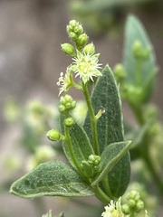 Chiropetalum