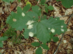 Tischeria ekebladella