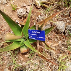 Aloe secundiflora