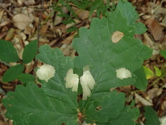 Tischeria ekebladella