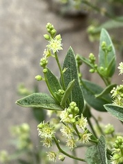 Chiropetalum