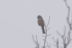 Emberiza godlewskii