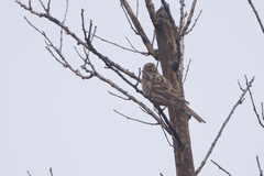 Emberiza leucocephalos