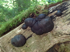 Daldinia concentrica