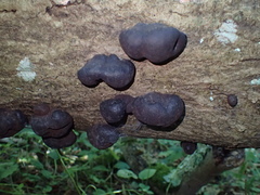 Daldinia concentrica
