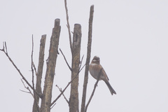 Emberiza leucocephalos