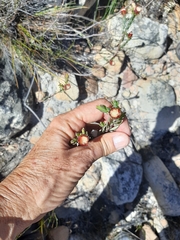 Lachnaea