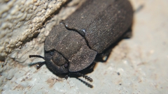 Opatrini