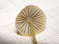 Mycena olivaceomarginata