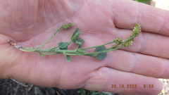 Acalypha