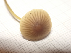 Mycena olivaceomarginata