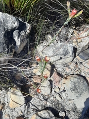 Lachnaea