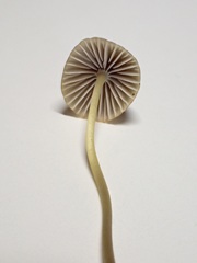 Mycena olivaceomarginata