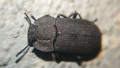 Opatrini