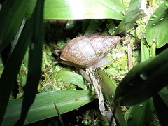 Bulimulus