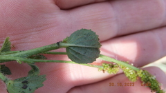 Acalypha