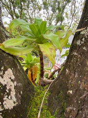 Asparagales
