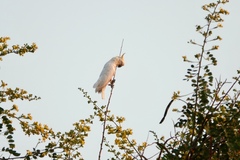 Cacatua sulphurea