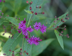 Vernonia gigantea