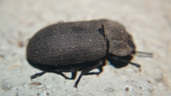 Opatrini