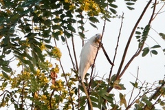 Cacatua sulphurea