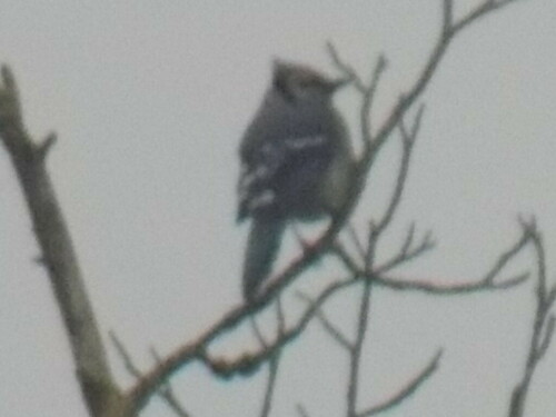 Blue Jay photographed in South Carolina