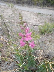 Antirrhinum tortuosum